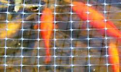 Pond Netting
