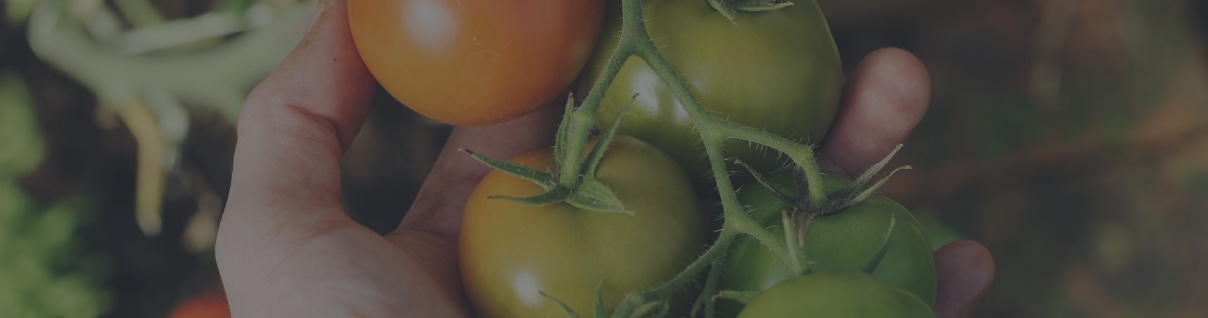 Protect the Fruits of Your Labor with Bird Netting for Garden Enthusiasts & Professionals