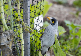 Bird Netting