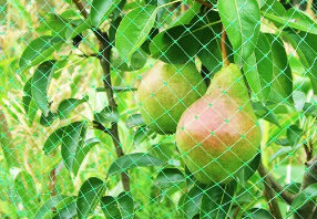 Light Duty Crop Protection Netting