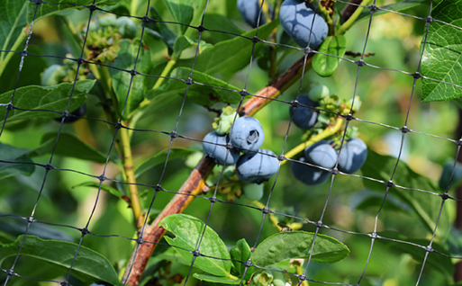 Crop Protection Netting