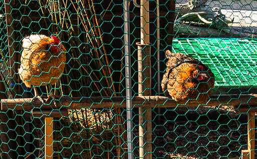 Pheasant & Chicken Netting