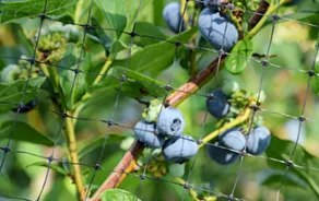 Crop Protection Netting